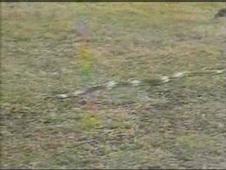 Enlarge WMV 7