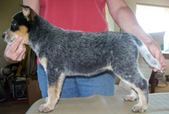 Australian Cattle Dogs