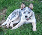 PLANNED BREEDING 2009