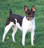 Rat Terriers