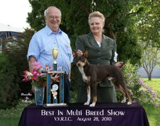 Rat Terriers