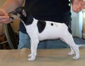 Rat Terriers