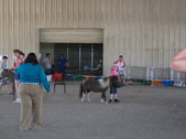 Tonganoxie Miniature Horse Show 5-26-11