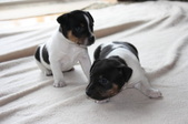Kipley and Bandit