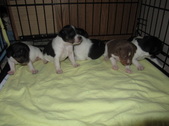 Available Puppies