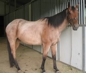Sunset Acres Horses
