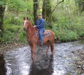 Sunset Acres Horses