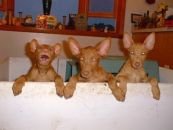 Pharaoh Hounds
