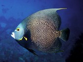 Keys Fish