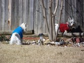 Enlarge photo 186