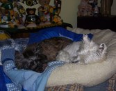 Enlarge photo 177