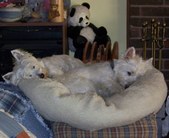 Enlarge photo 175