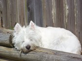Enlarge photo 152