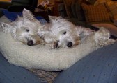 Enlarge photo 143