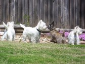 Enlarge photo 164