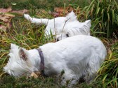 Enlarge photo 37