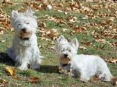 Enlarge photo 54