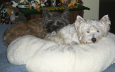 Enlarge photo 322