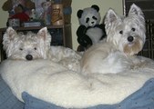 Enlarge photo 316