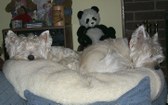 Enlarge photo 317