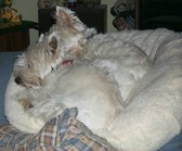 Enlarge photo 239