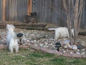 Enlarge photo 275