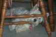 Enlarge photo 392
