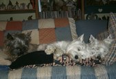 Enlarge photo 376