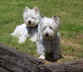 Enlarge photo 134