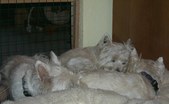 Enlarge photo 236