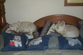 Enlarge photo 238