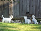 Enlarge photo 210