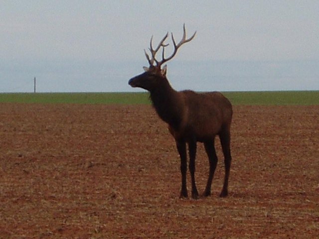 elk in Gaines county