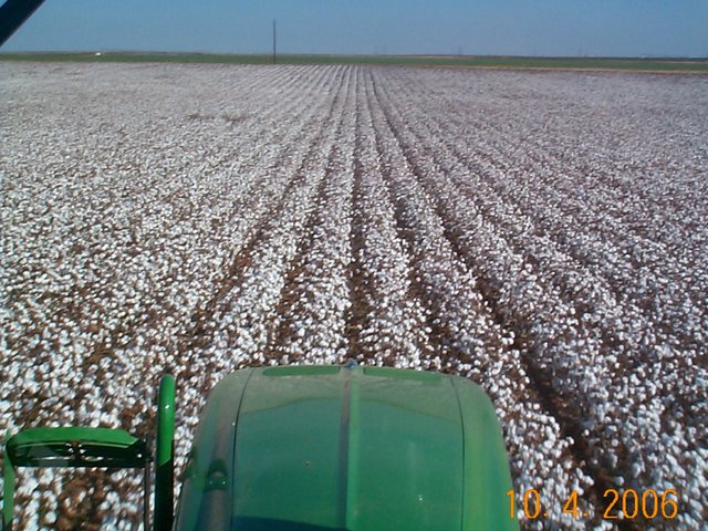 Defoliating cotton.