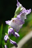Enlarge photo 26