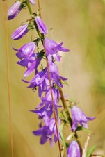 Enlarge photo 39