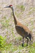 Heron Park--Sandhill Cranes