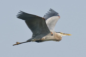 Sandhill Cranes and other wildlife