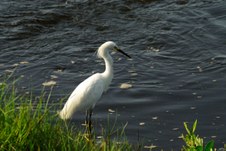 Enlarge photo 38