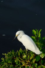 Enlarge photo 43