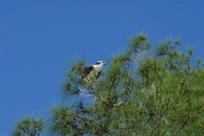 Enlarge photo 53