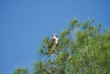 Enlarge photo 56