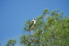 Enlarge photo 57