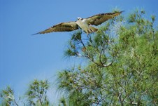 Enlarge photo 58