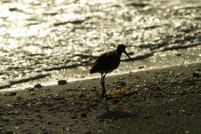 Enlarge photo 81