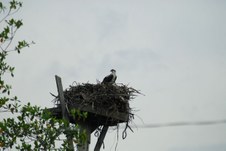 Enlarge photo 115