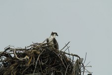 Enlarge photo 116
