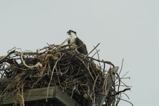 Enlarge photo 117