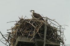 Enlarge photo 118