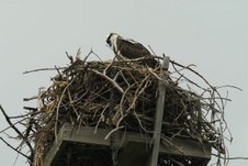 Enlarge photo 119